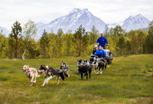 guide driving husky wagon tour in tromso arctic adventure tours