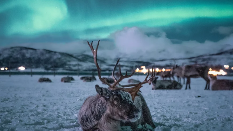 Reindeer tours with Tromsø Arctic Reindeer