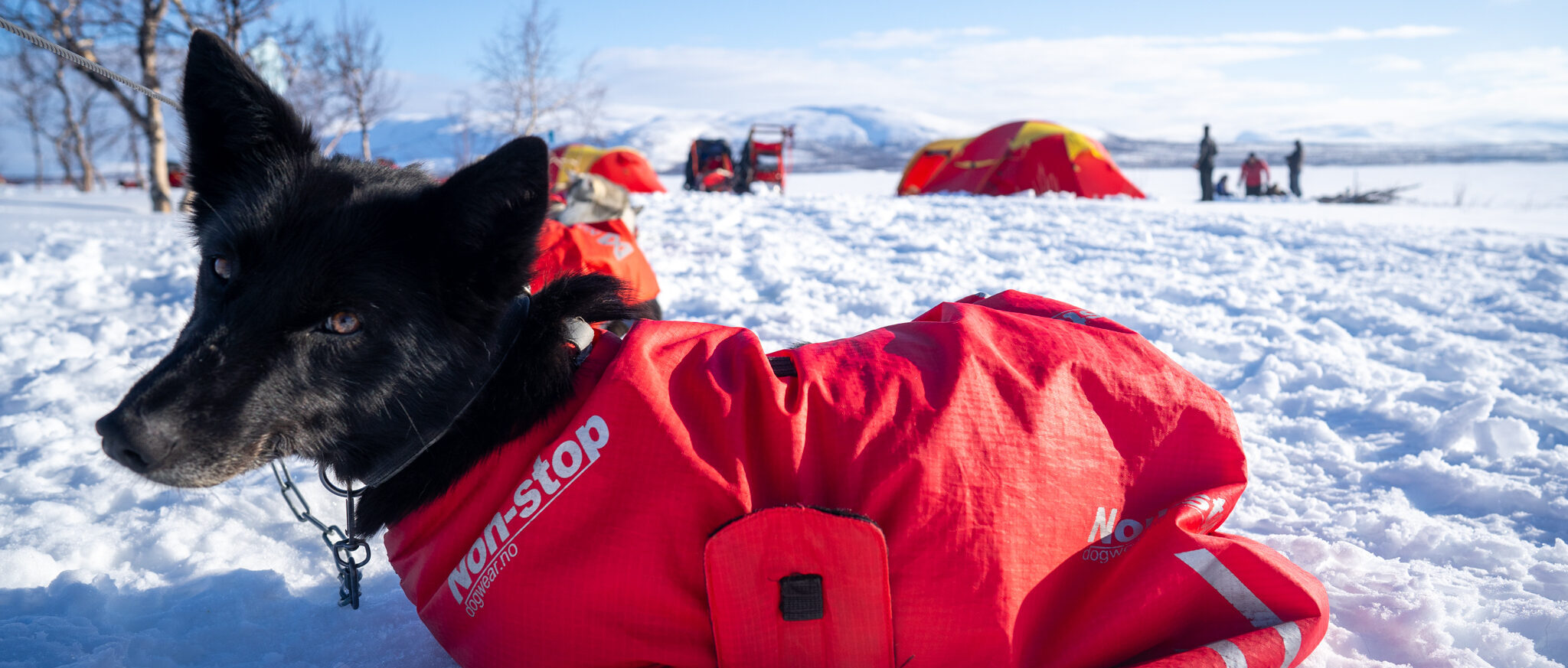 Dog sledding expedition Norway