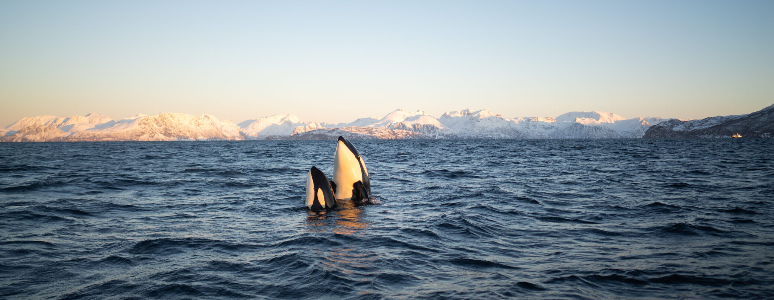 skjervoey_orca Whale Watching Tromso