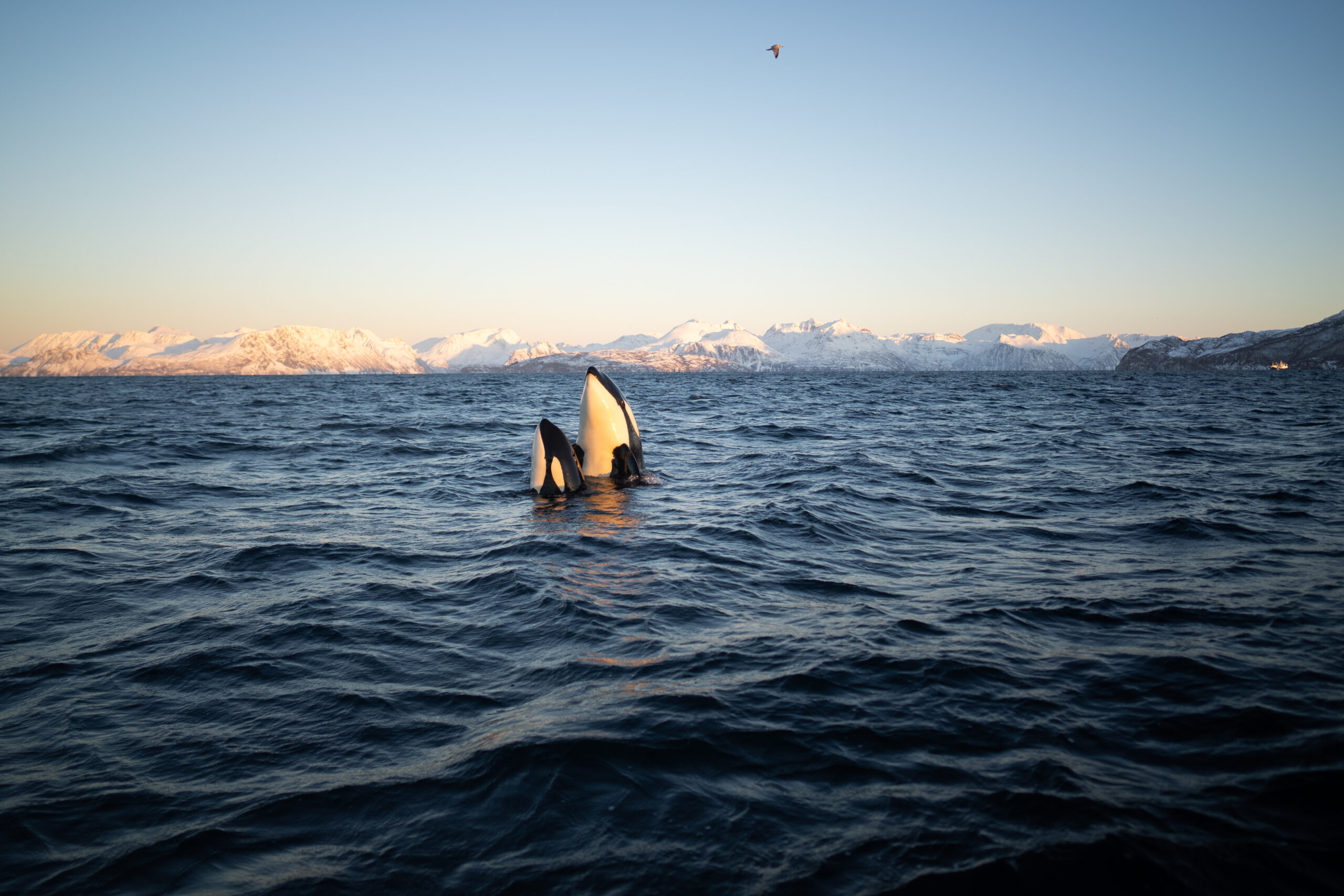 skjervoey_orca Whale Watching Tromso