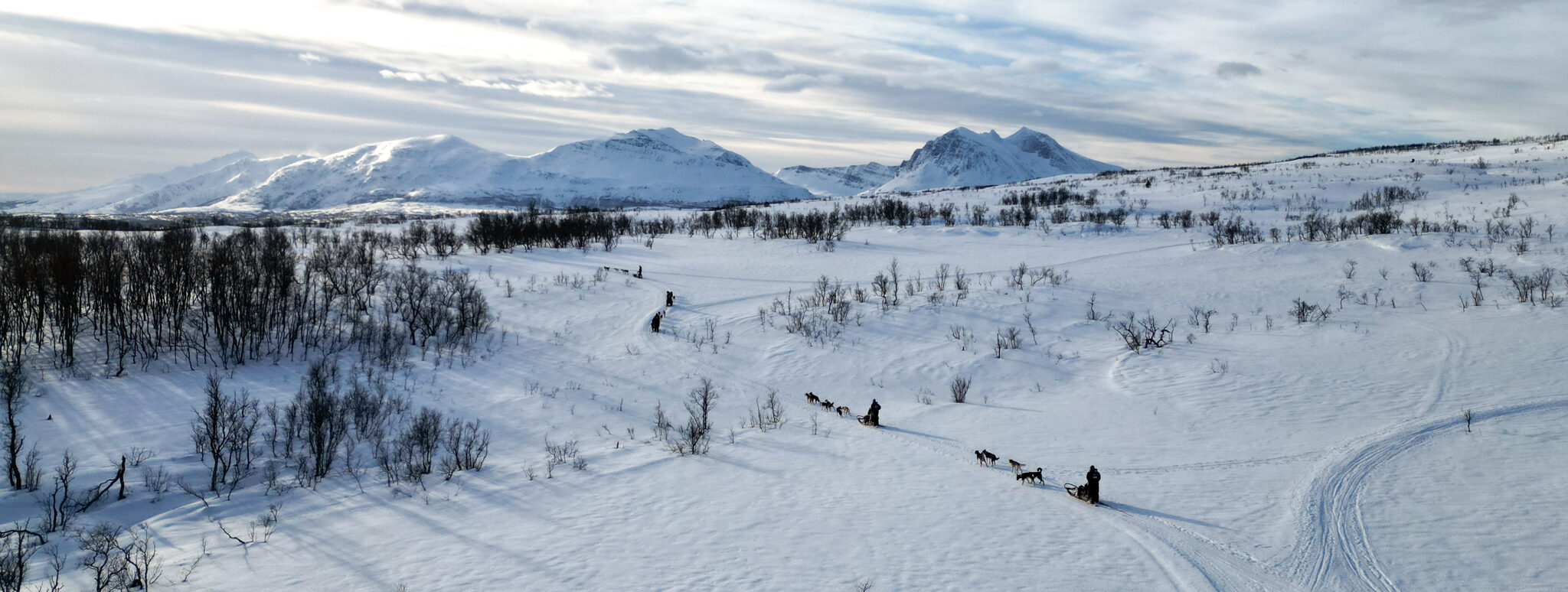 dog sledding tromsø