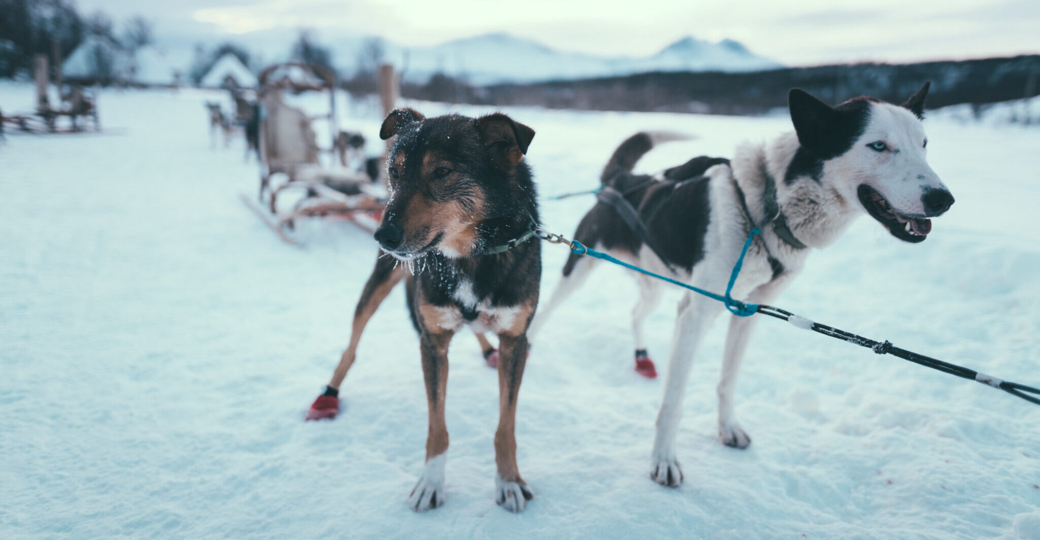 Dog sledding Tromsø