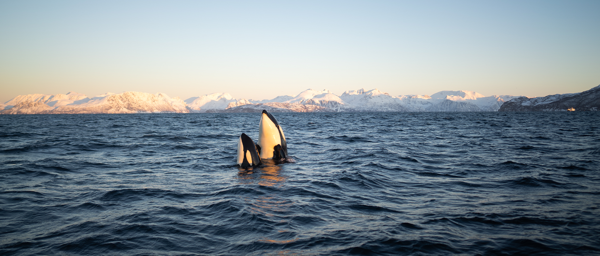 Whale Watching Skjervøy Tromsø