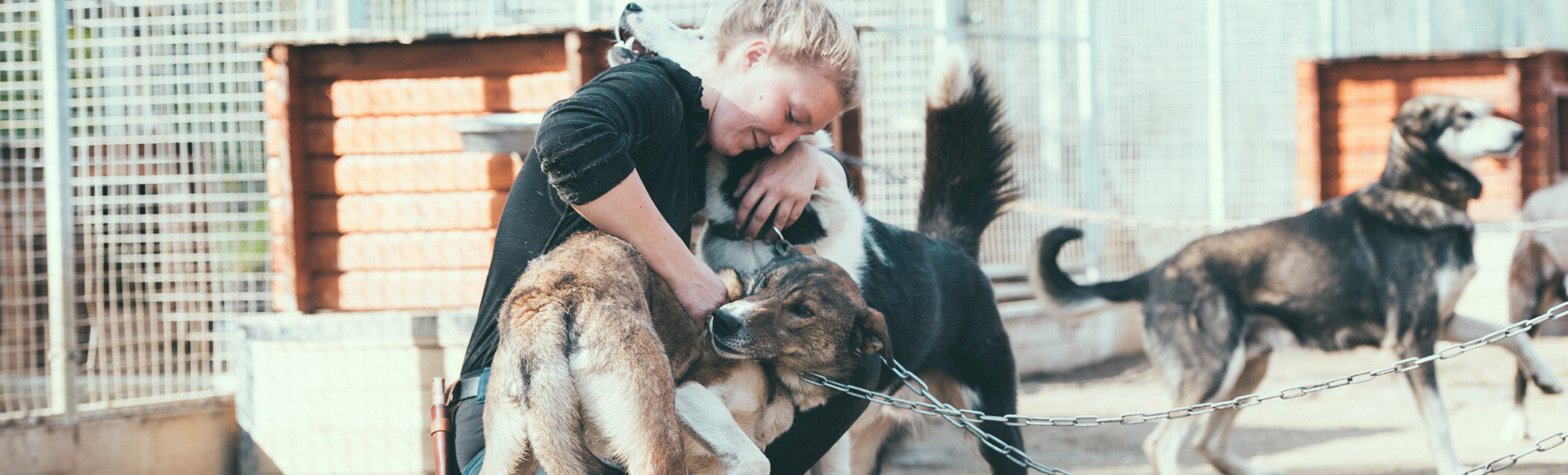 animal welfare dog sledding 