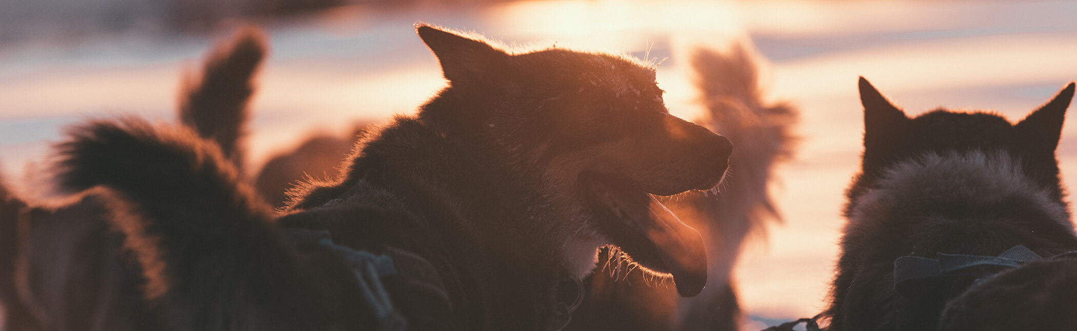 dog sledding animal welfare