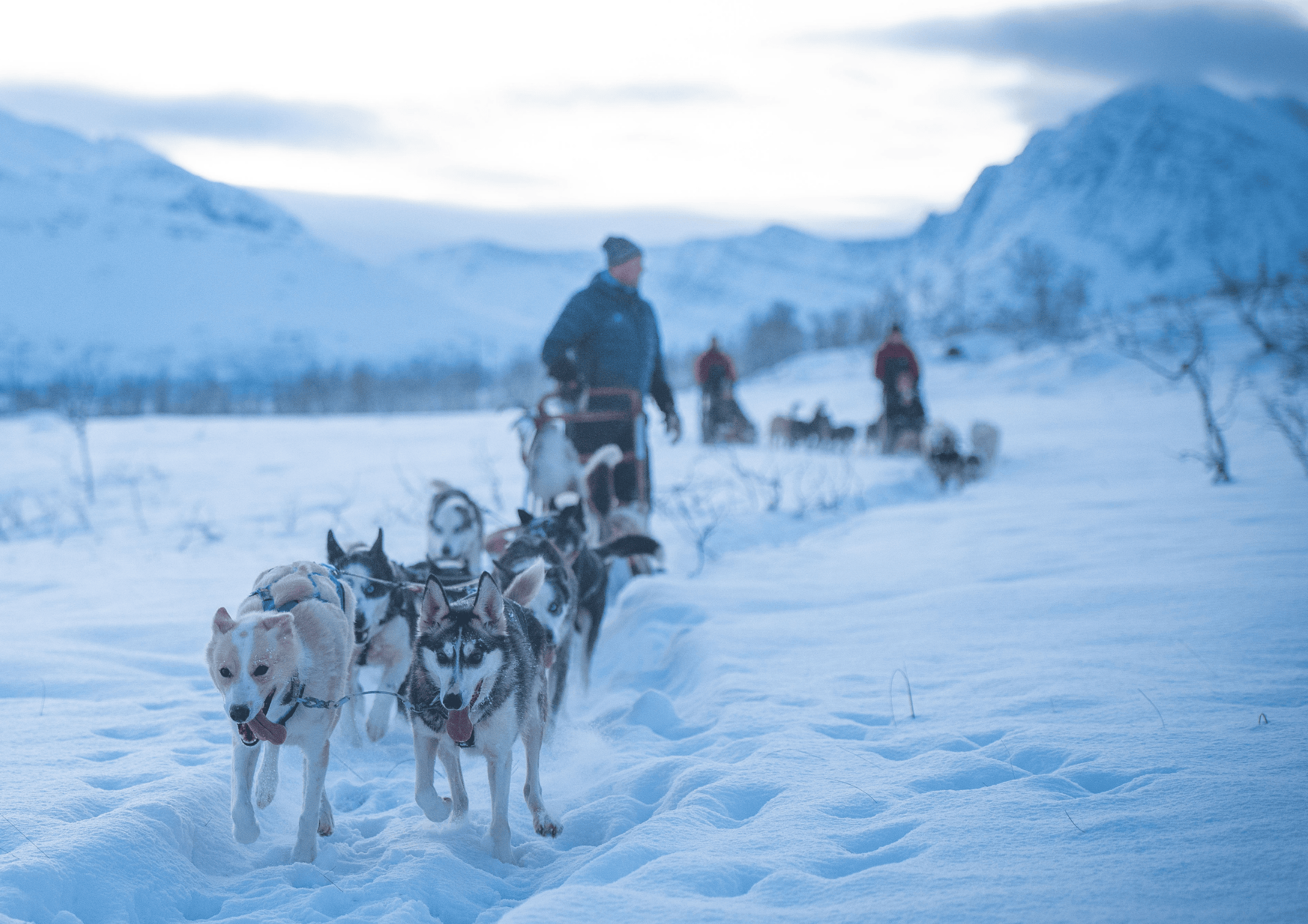 Dog sledding Tromso