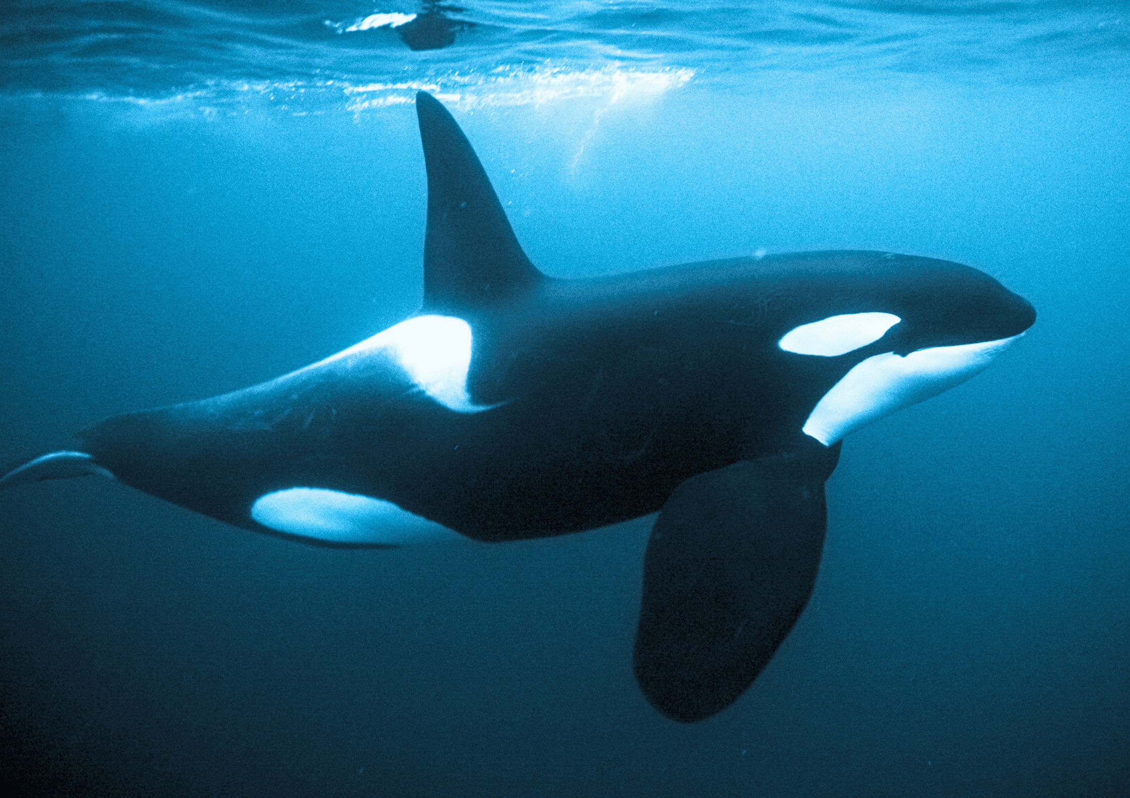 Whale Watching Tromso