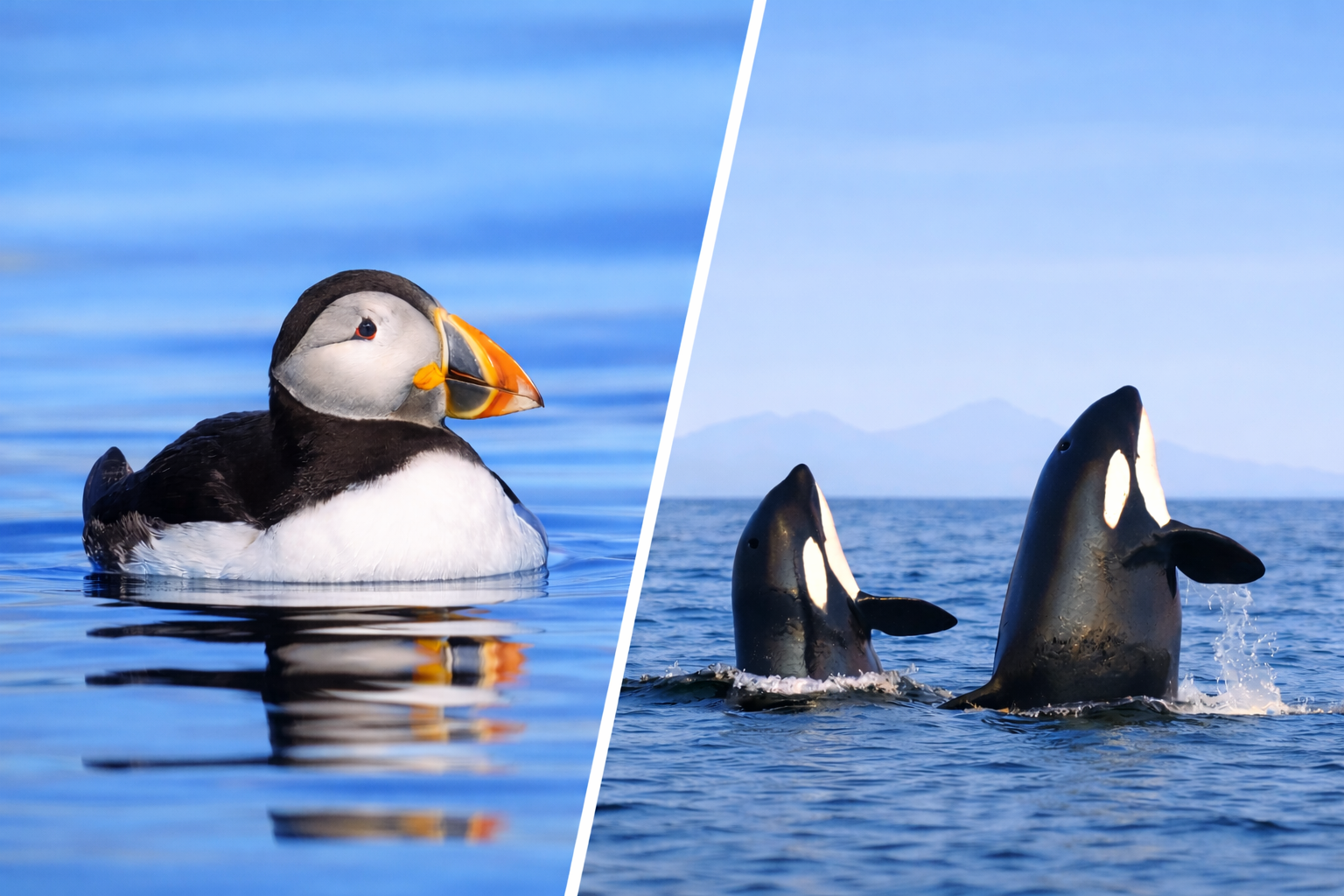 Whale watching Bleik Vesterålen