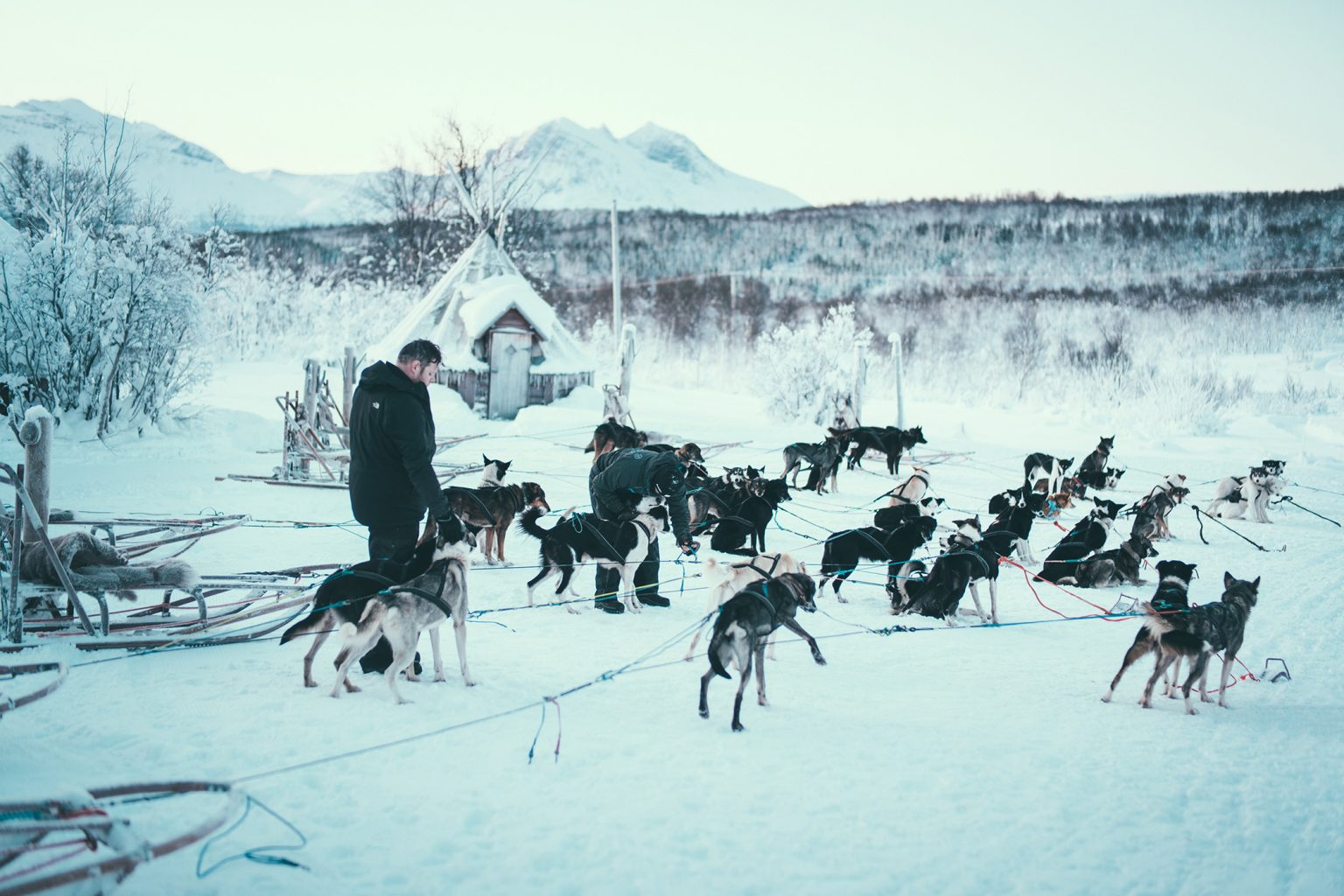 Dog sledding Tromso